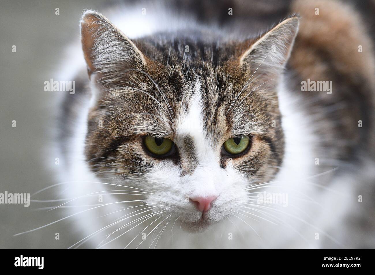 Aktenfoto vom 18/12/2018 von Larry the Downing Street Cat in Downing Street, London. Großbritanniens Chef mouser feiert 10 Jahre lang die Korridore der politischen Macht in der Downing Street Nummer 10. Ausgabedatum: Samstag, 13. Februar 2021. Stockfoto