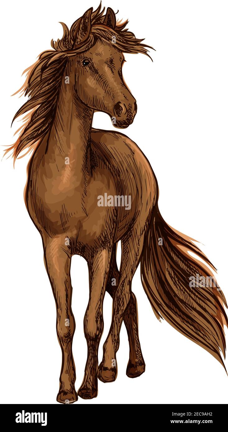Skizze von braunem Pferd mit kräftigem Lorbeer von arabischer Rasse mit üppiger langer Mähne und Schwanz. Pferderennen, Pferdesport oder Reitklub Design Stock Vektor