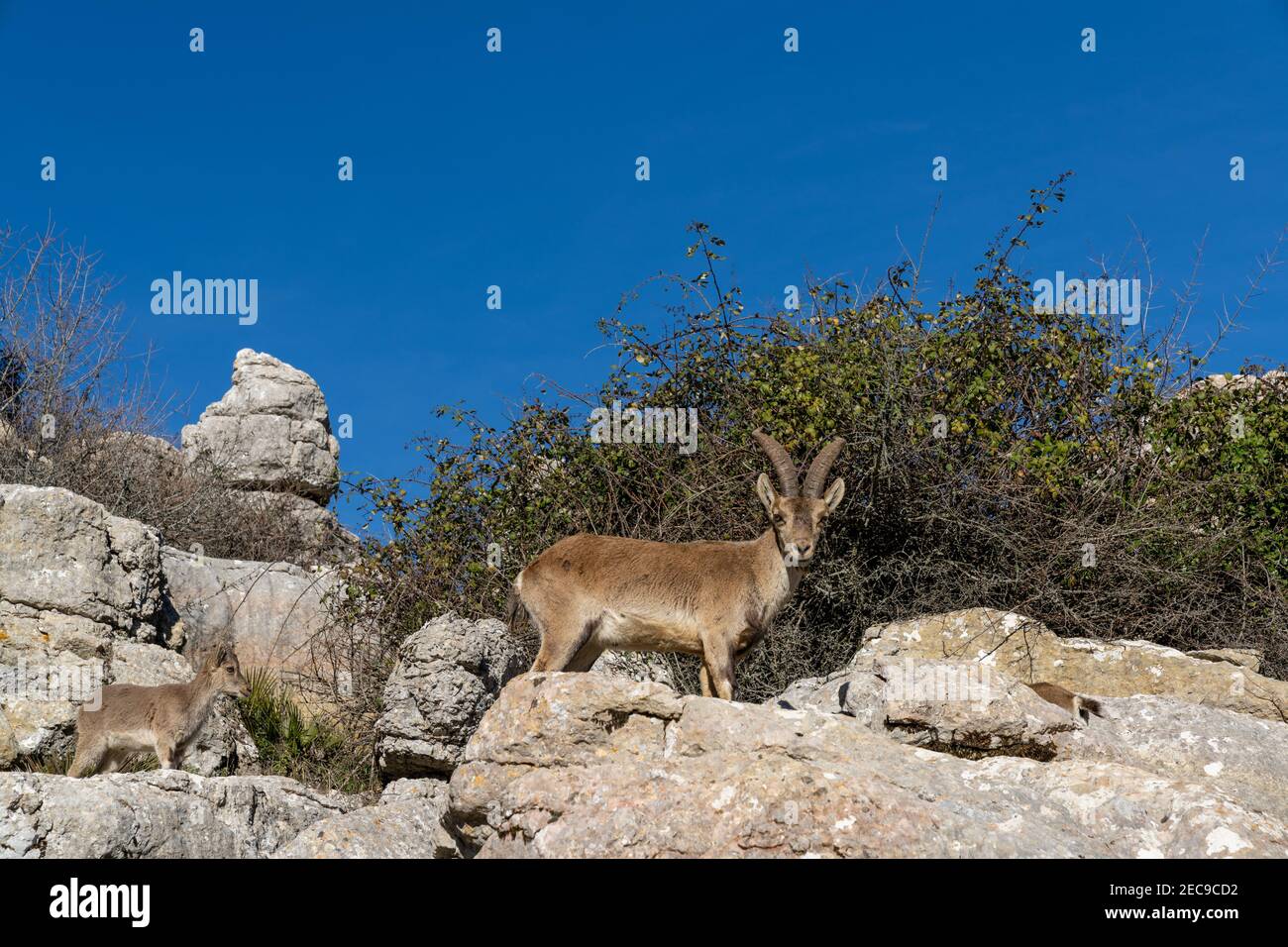 Blick auf iberische Wildbergziegen im El Torcal Naturpark in Andalusien Stockfoto