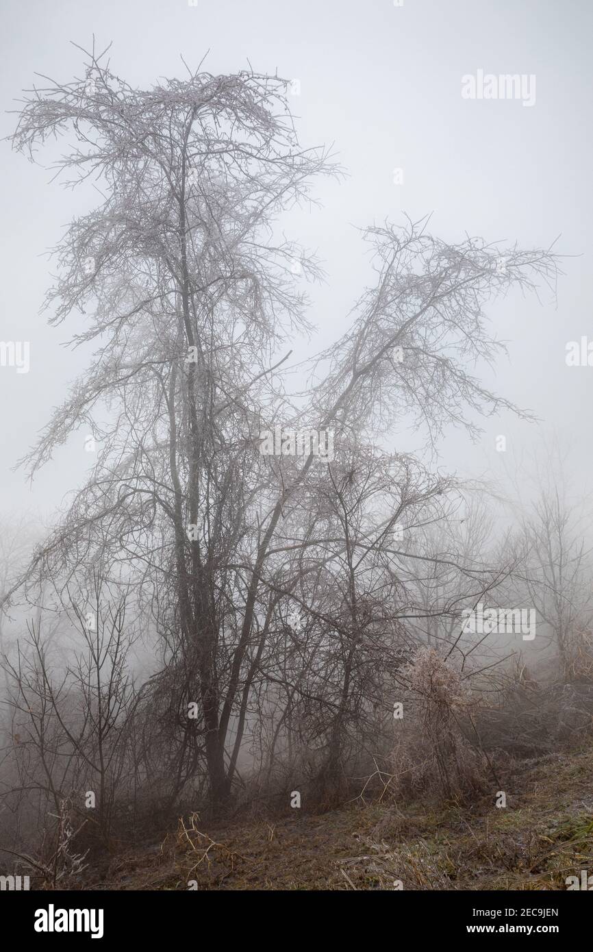 Ein gefrorener Baum steht in einem dichten Winternebel. Stockfoto