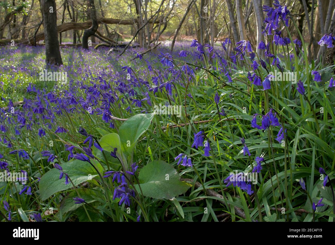 Wild English Bluebells und ein aufkommender Foxglove im Roydon Woods Nature Reserve und SSSI, im April, New Forest, Hampshire. Stockfoto