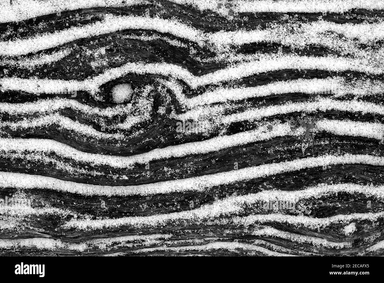 Verwitterte Baumrinde mit Knoten und Rillen teilweise mit Schnee in Schwarz-weiß bedeckt Stockfoto