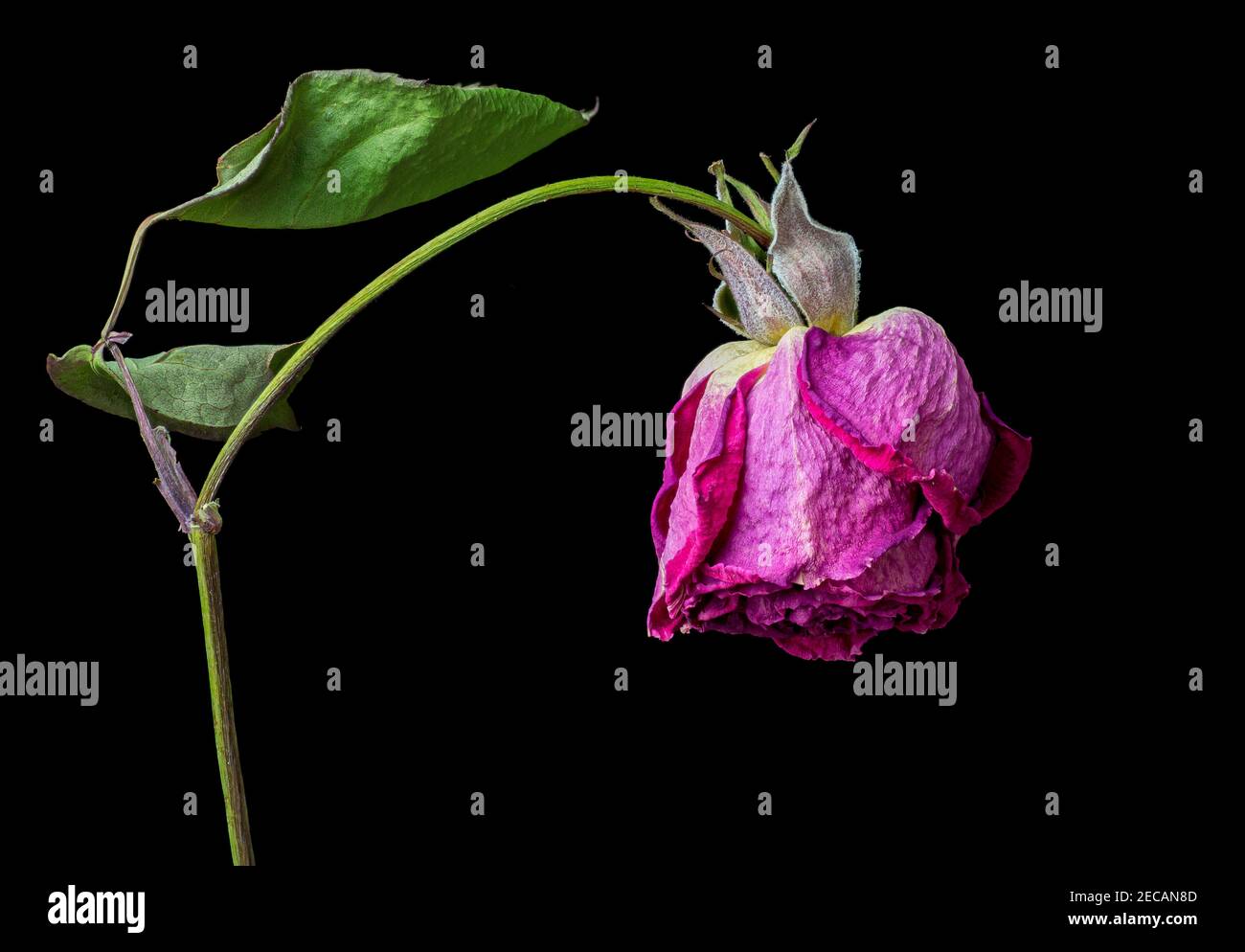 Tote Rosenblüte und Blätter. Stockfoto