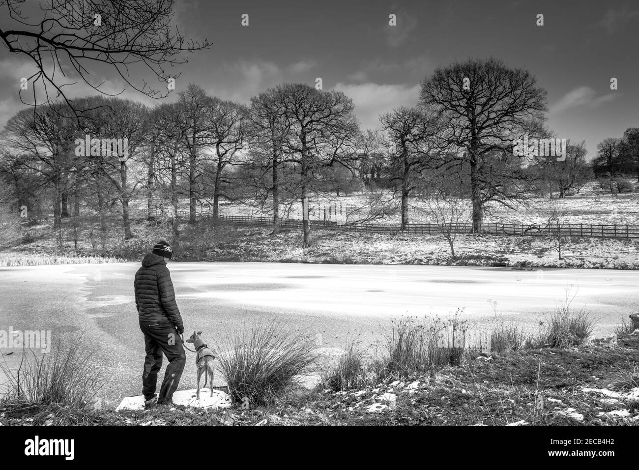 Mann mit seinem Whippet, der an der Seite eines gefrorenen Sees mit Schnee in Hardwick Hall, Derbyshire, steht. Stockfoto