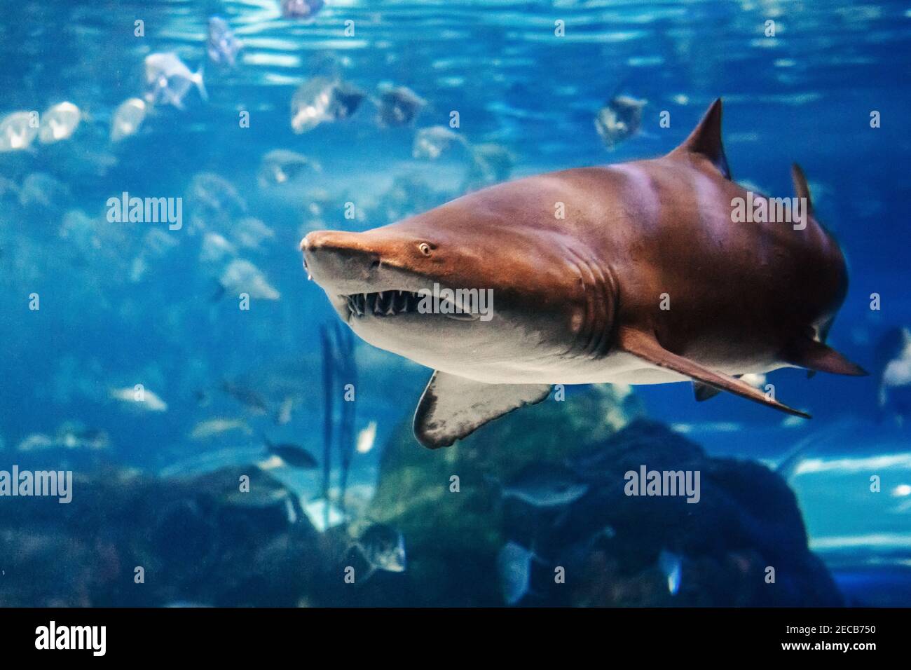 Riesiger Gruselhai unter Wasser im Aquarium. Meer Meer marine Tierwelt Raubtier gefährliche Tiere schwimmen in blauem Wasser. Unterwasserwelt. Wasser Natur f Stockfoto