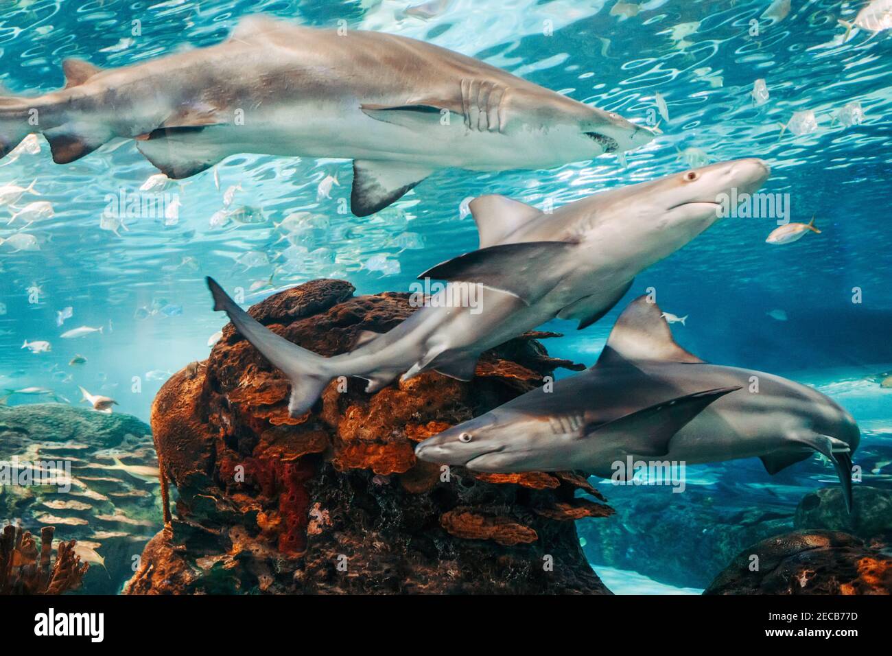 Riesige beängstigende Haie unter Wasser im Aquarium. Meer Meer marine Tierwelt Raubtiere gefährliche Tiere schwimmen in blauem Wasser. Unterwasserwelt. Stockfoto