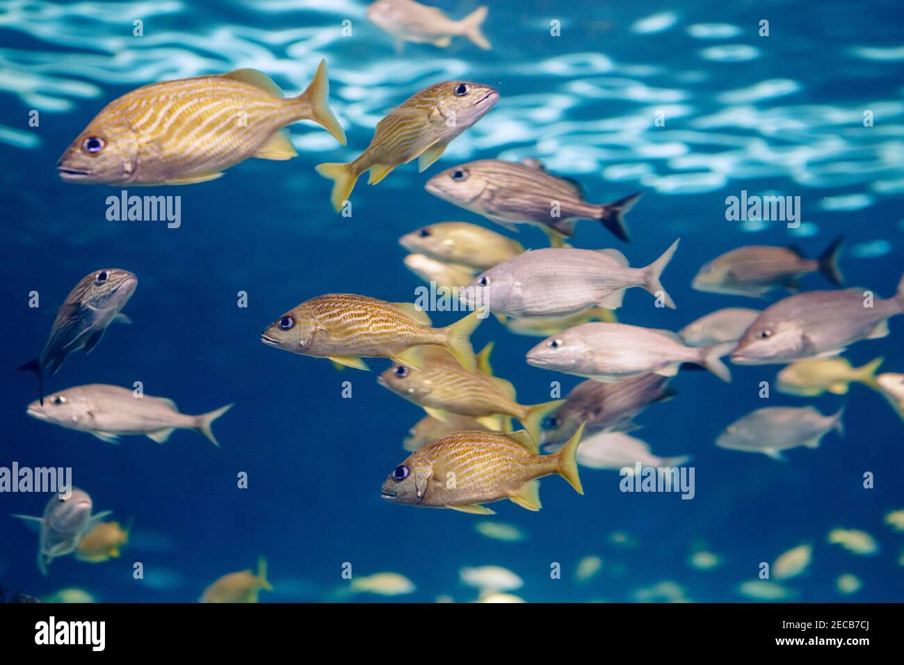 Schwarm kleine tropische Fische unter Wasser im Aquarium. Meer Meer marine Tiere schwimmen in blauem Wasser. Unterwasserwelt. Wassernatu Stockfoto