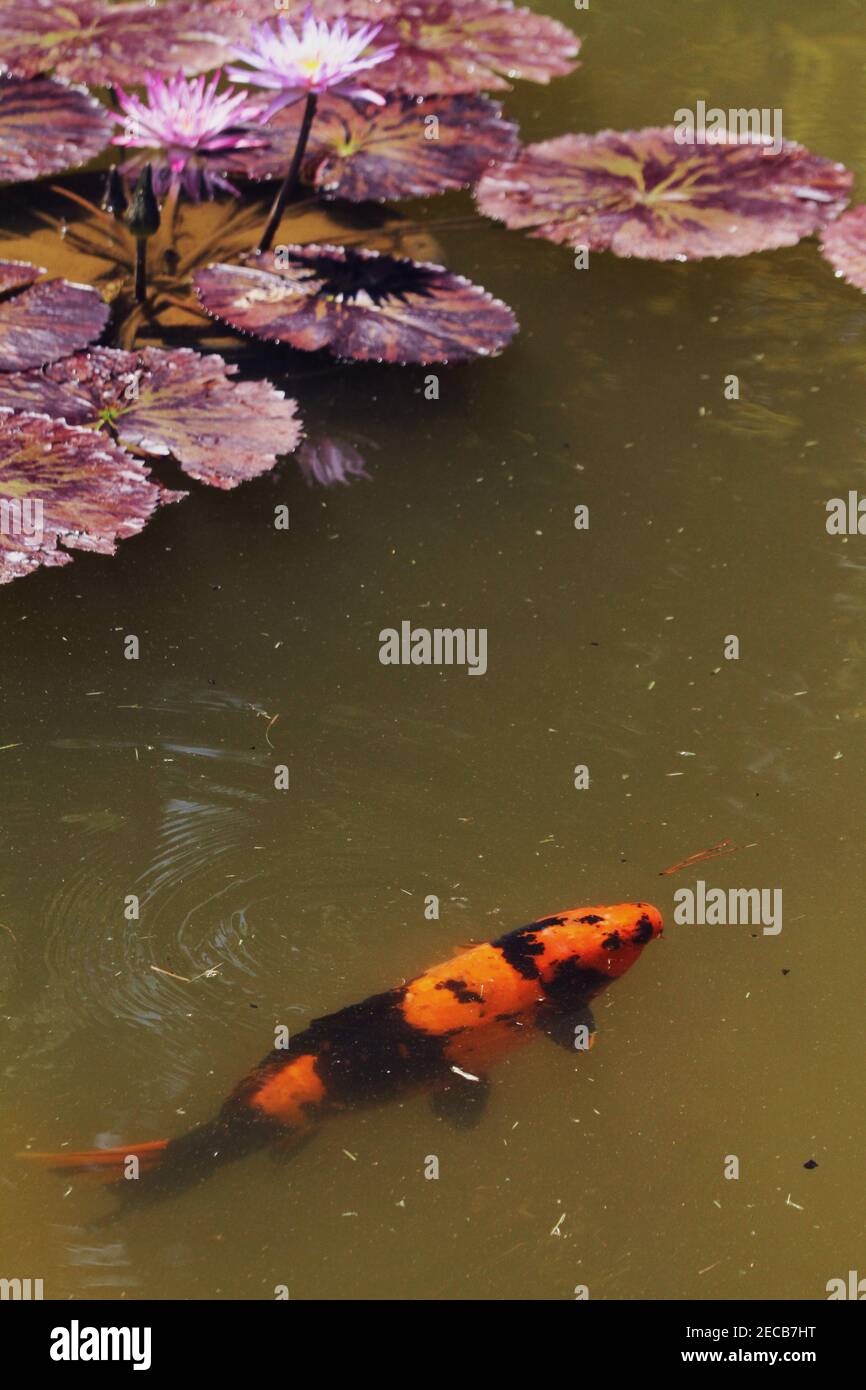 Koi fisch seerose Fotos und Bildmaterial in hoher Auflösung Alamy
