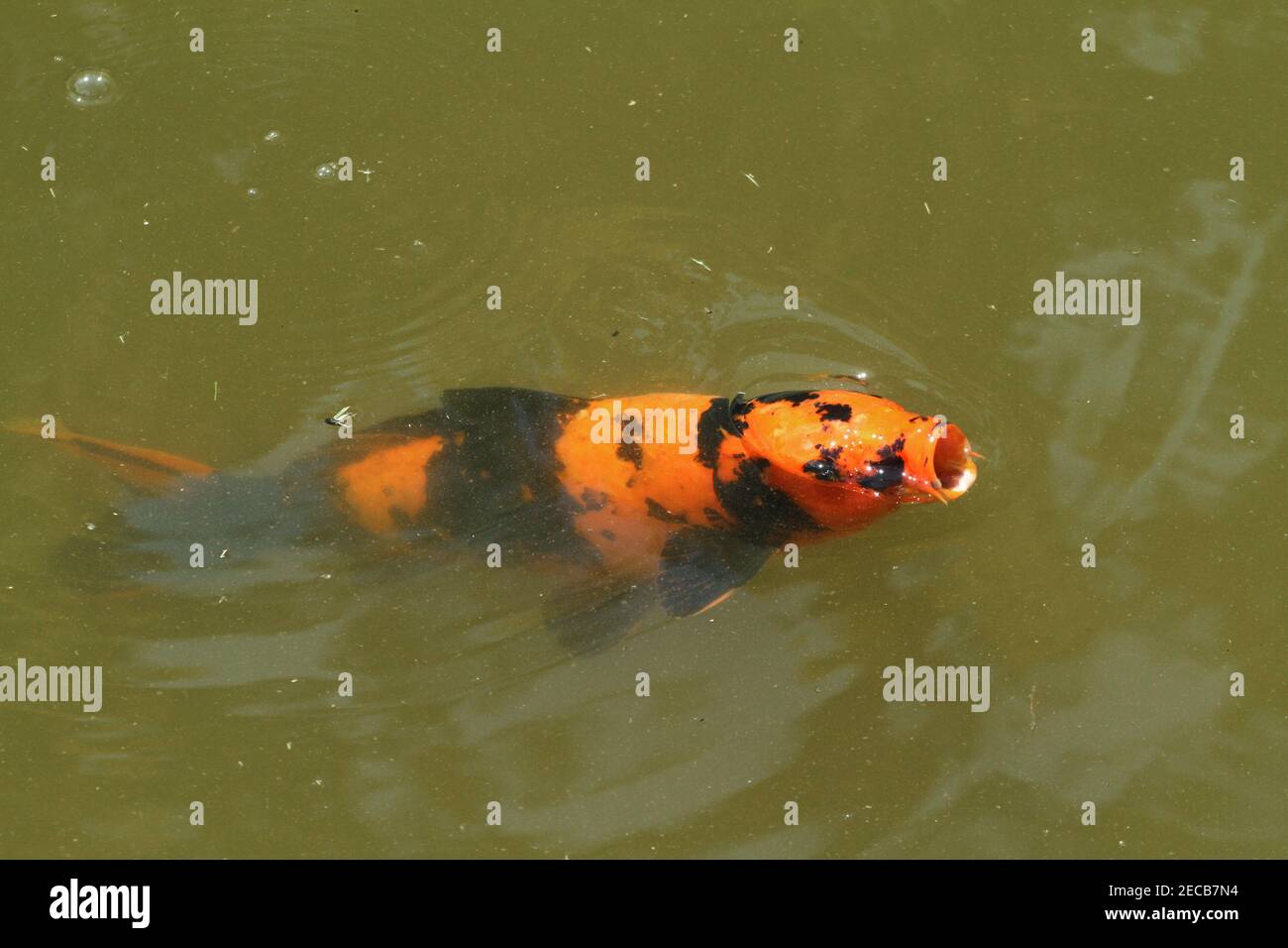 Koi fish in pond Fotos und Bildmaterial in hoher Auflösung Alamy