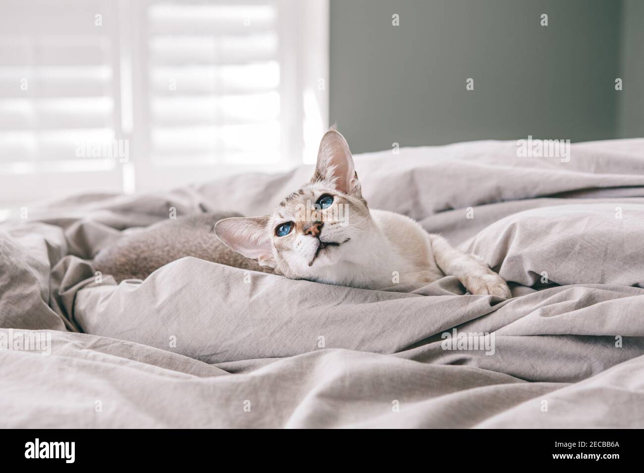 Schöne blauäugige orientalische Rasse Katze liegend auf dem Bett zu Hause Blick weg. Flauschige behaarte Haustier mit blauen Augen zu Hause entspannen. Bezaubernd Stockfoto