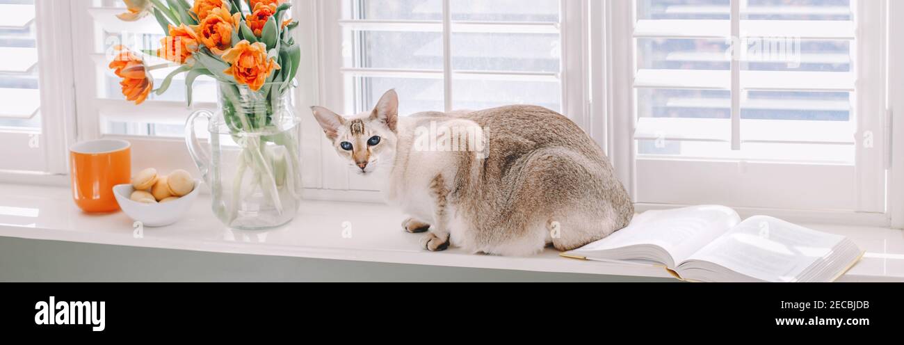 Orientalische Katze sitzt auf der Fensterbank. Orangefarbene Tulpenblüten in Vase. Buch, Becher, Teller mit Makronen am Fenster im Zimmer. Hübsch gemütlich hell luftig modern Stockfoto