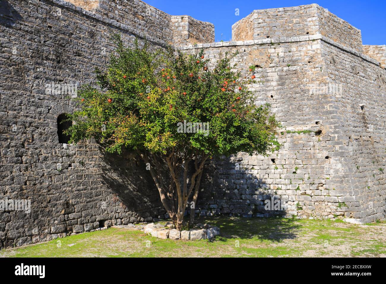 Granatapfelbaum in der Nähe der Burg von Porto Palermo in Albanien Stockfoto