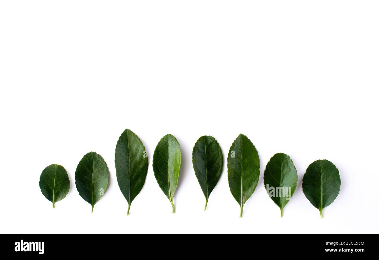 Schöne frische grüne Blätter in einer Reihe isoliert auf weißem Hintergrund. Stockfoto