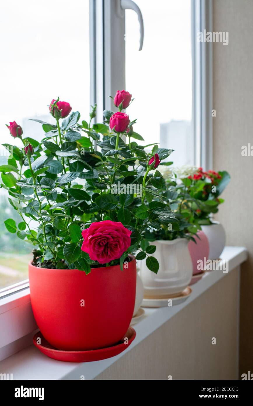 Mehrere kalanchoe und Rosen in einem Topf stehen auf dem Fensterbank auf dem Balkon Stockfoto