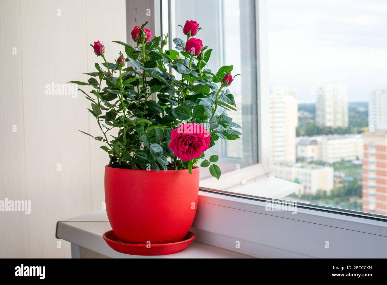 Exotische rosensorte -Fotos und -Bildmaterial in hoher Auflösung – Alamy