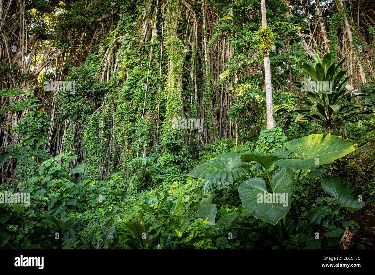 Erkunden Sie die üppige Schönheit von Vanuatus unberührtem Regenwald, geschmückt mit lebendigen grünen Pflanzen wie Lianen, banyan-Bäumen, Alocasia und Palmen Stockfoto