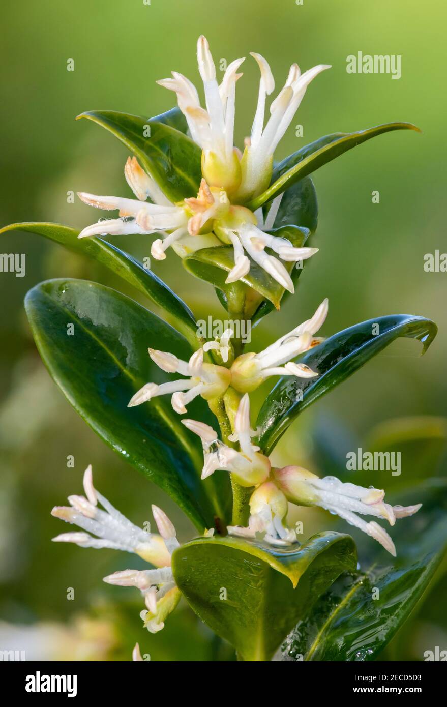 Nahaufnahme von Blumen auf einer süßen Schachtel (sarcococca confusa) Strauch Stockfoto