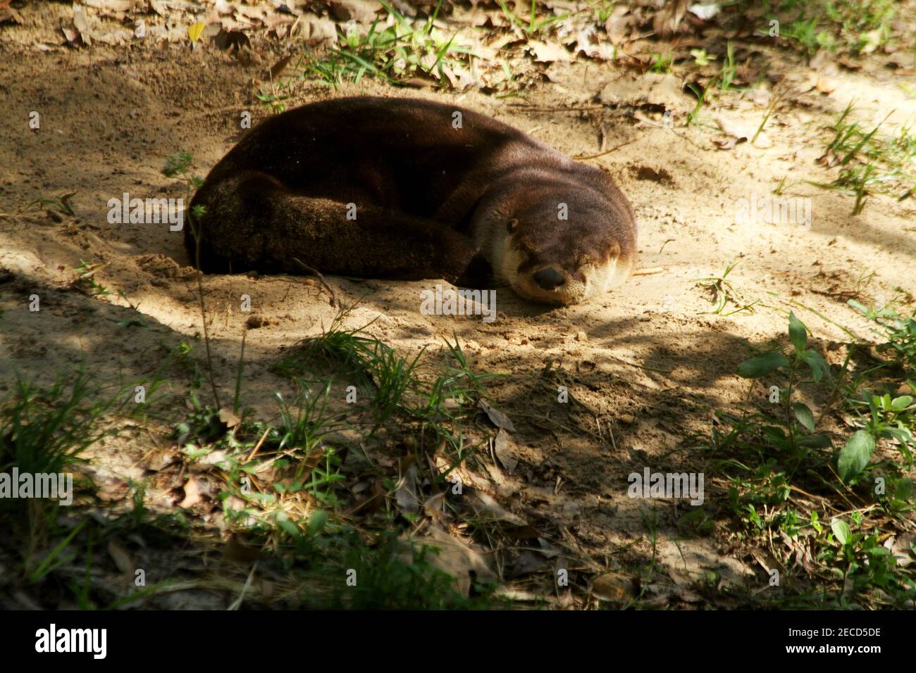 Florida, USA. Otter schläft auf dem Sand. Stockfoto