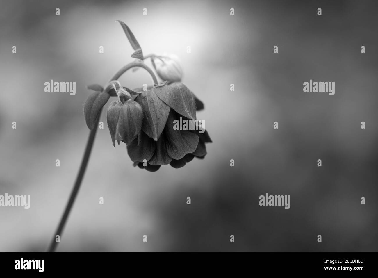 Schwarz und weiß Foto einer einzelnen Blume mit weich Hintergrund Stockfoto