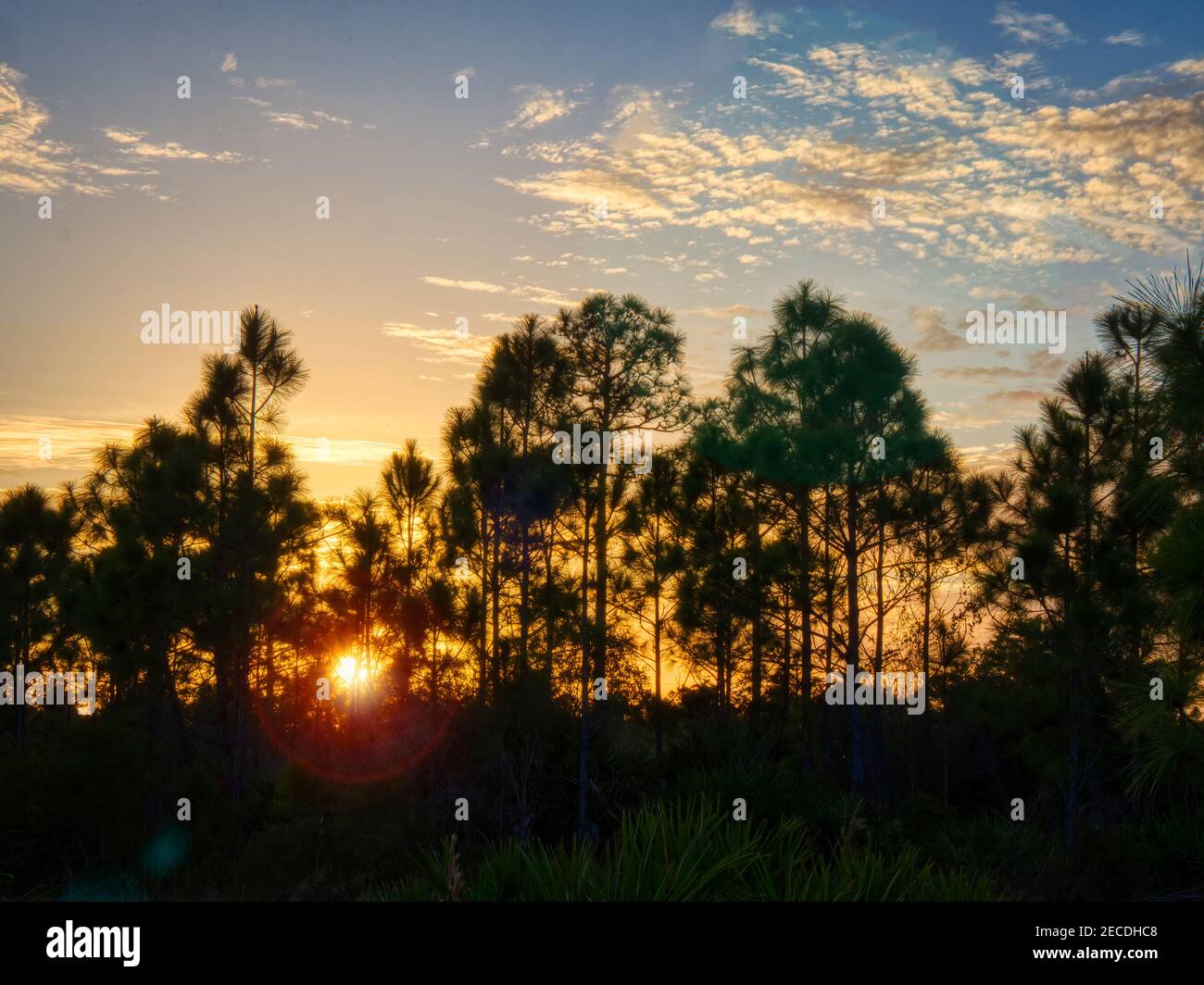 Sonnenuntergang durch Bäume in Fred C. Babcock/Cecil M. Webb Wildlife Management Area in Punta Gorda Florida USA Stockfoto