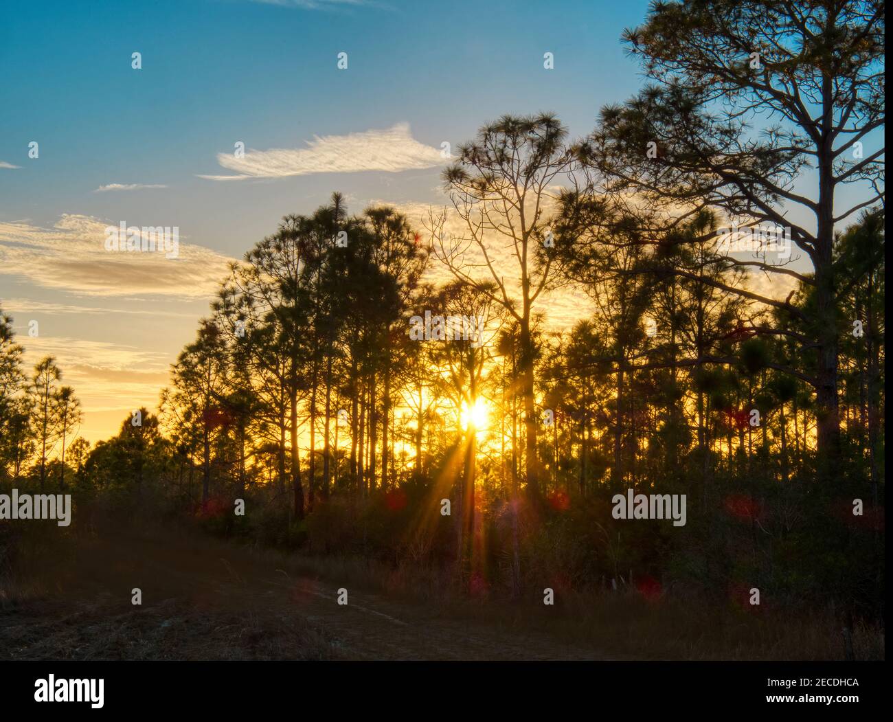 Sonnenuntergang durch Bäume in Fred C. Babcock/Cecil M. Webb Wildlife Management Area in Punta Gorda Florida USA Stockfoto