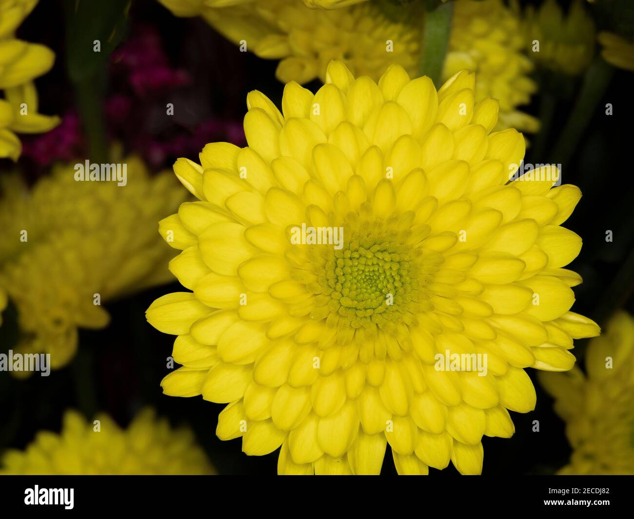 Nah uo einer einzelnen gelben Chrysantheme oder Mama Stockfoto