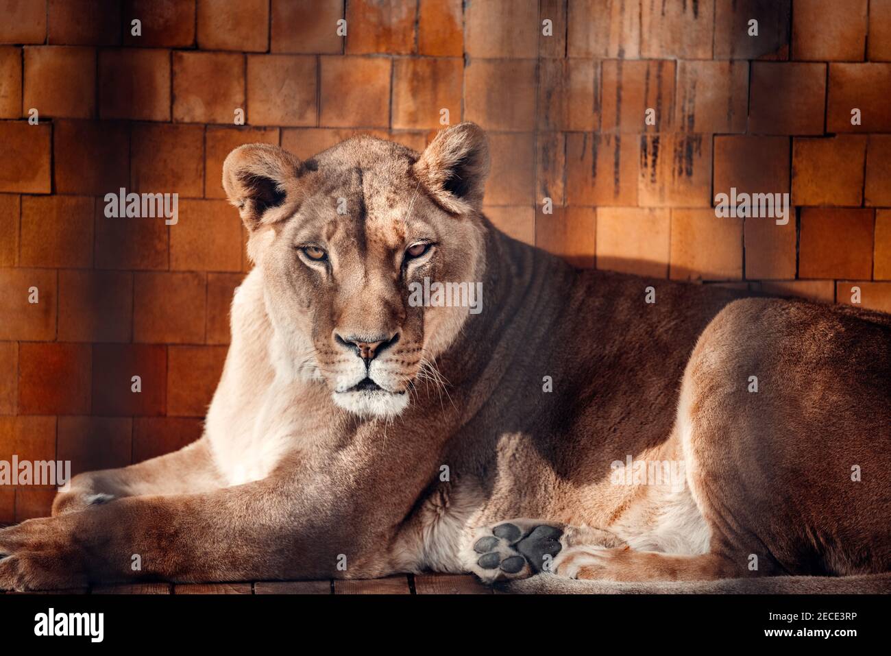 Porträt einer wunderschönen Löwe, Lion in dunklen Stockfoto