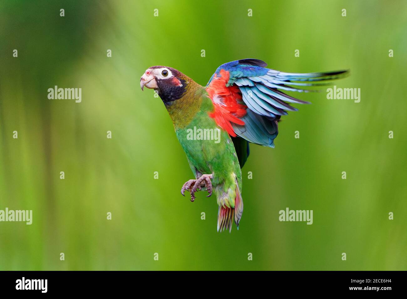 Brauner Kapuzenpapagei - Pyrilia haematotis kleiner fliegender Vogel im Schwerer tropischer Regen, aus dem eine einheimische Brutart stammt Südöstlich von Mexiko Stockfoto