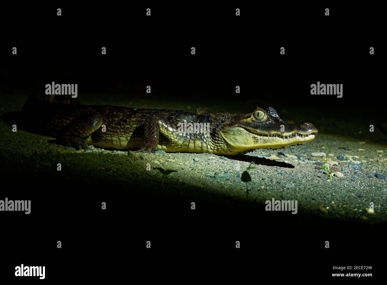 Brillencaiman - Caiman crocodilus auch bekannt als weißer oder gemeiner Caiman oder gesprenkelten Caiman in der Nacht, Krokodil in Alligatoridae, bräunlich, Ye Stockfoto