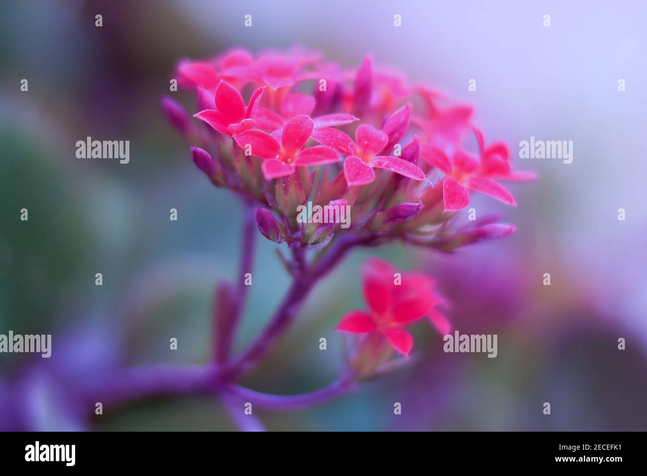 natürlichen Blumen Stockfoto