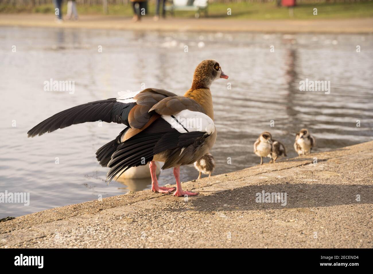 Rosa-Fuß-Gans bereit, seine Flügel während der Vorbereitung von Water Pond, London zu klappen Stockfoto
