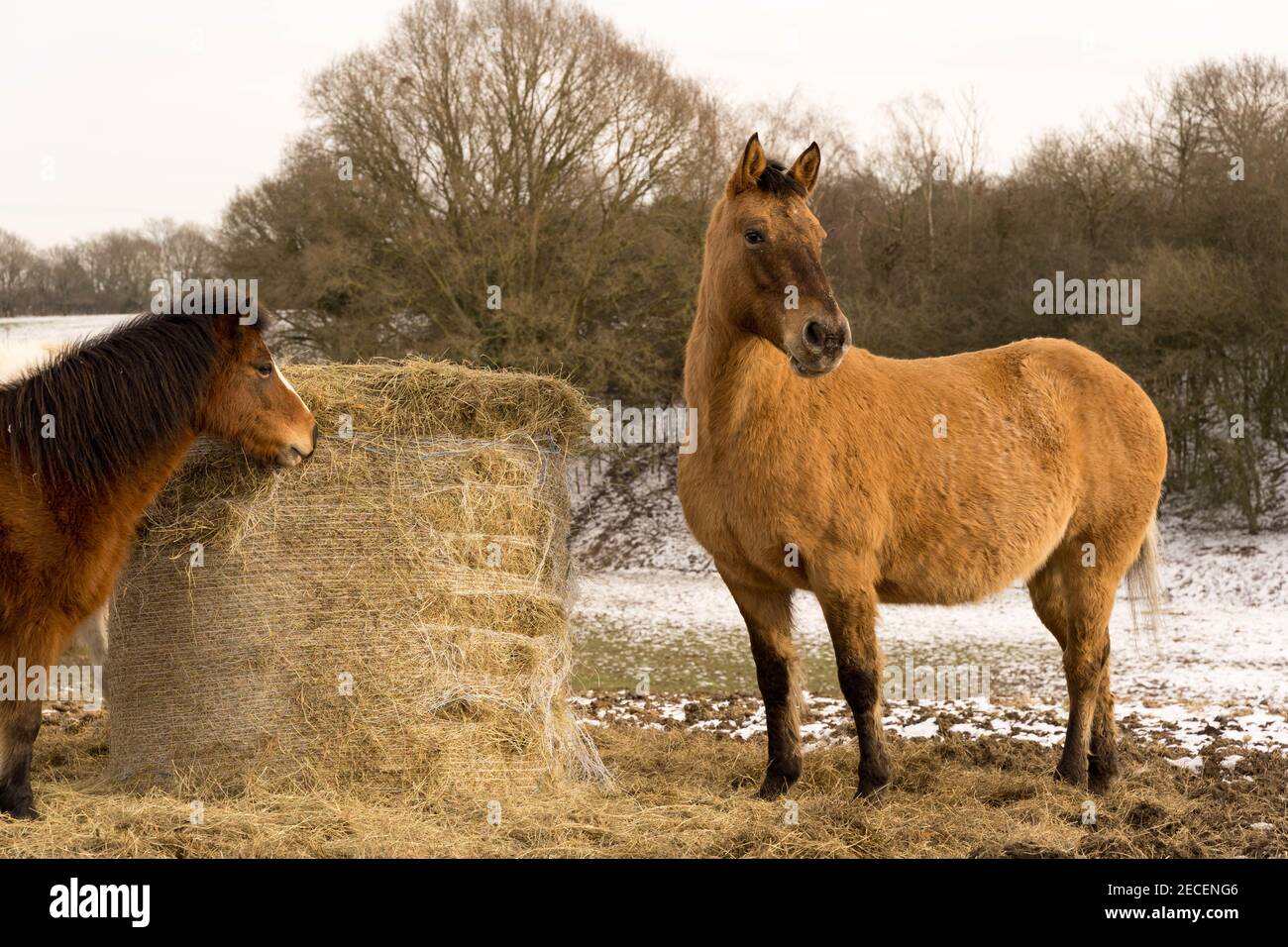 Pferde stehen auf dem mit Schnee bedeckten Feld neben Heuballen, Kent Stockfoto