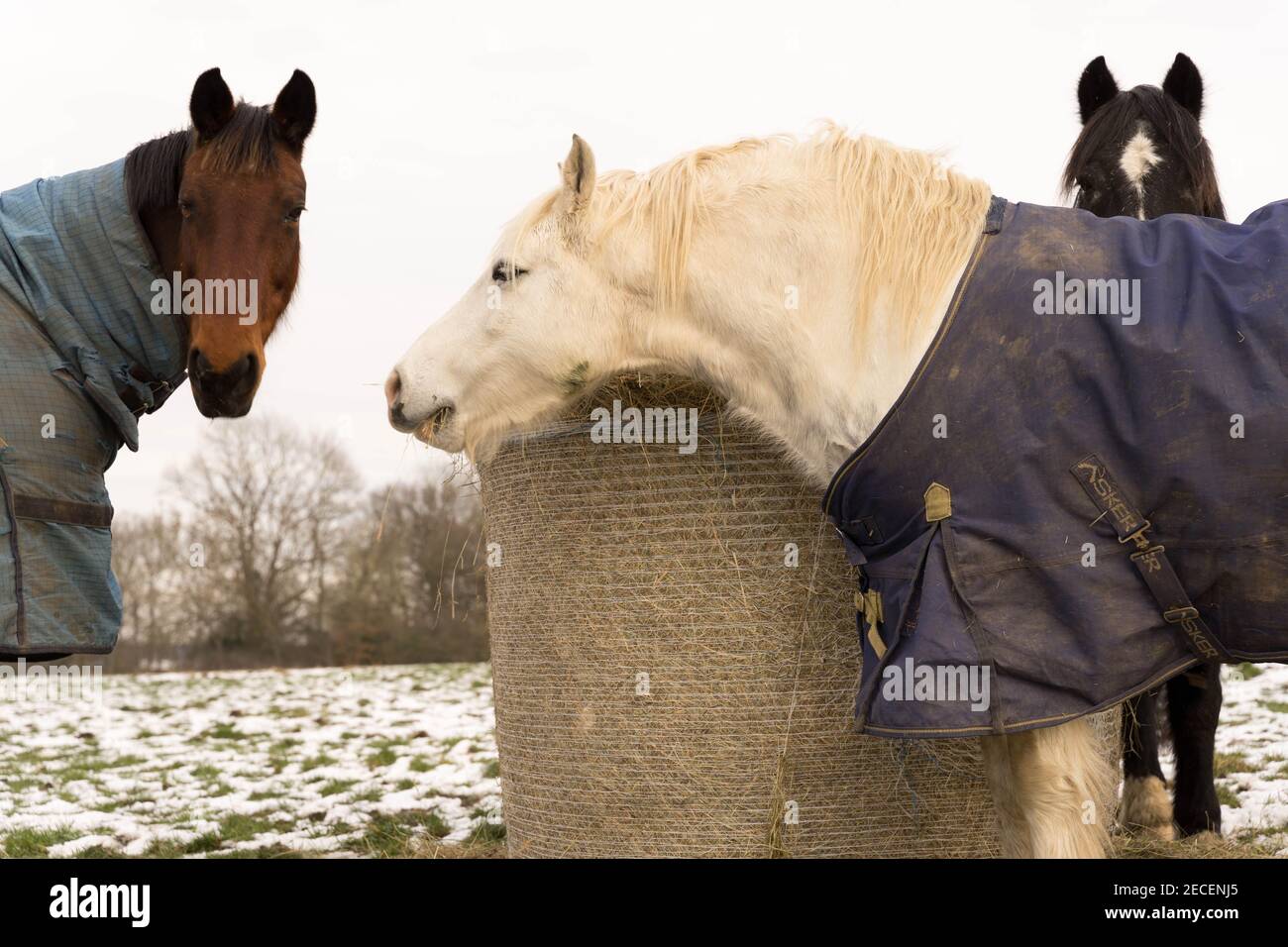 Pferde im Winterteppich stehen auf dem mit Schnee bedeckten Feld neben Heuballen, Kent Stockfoto