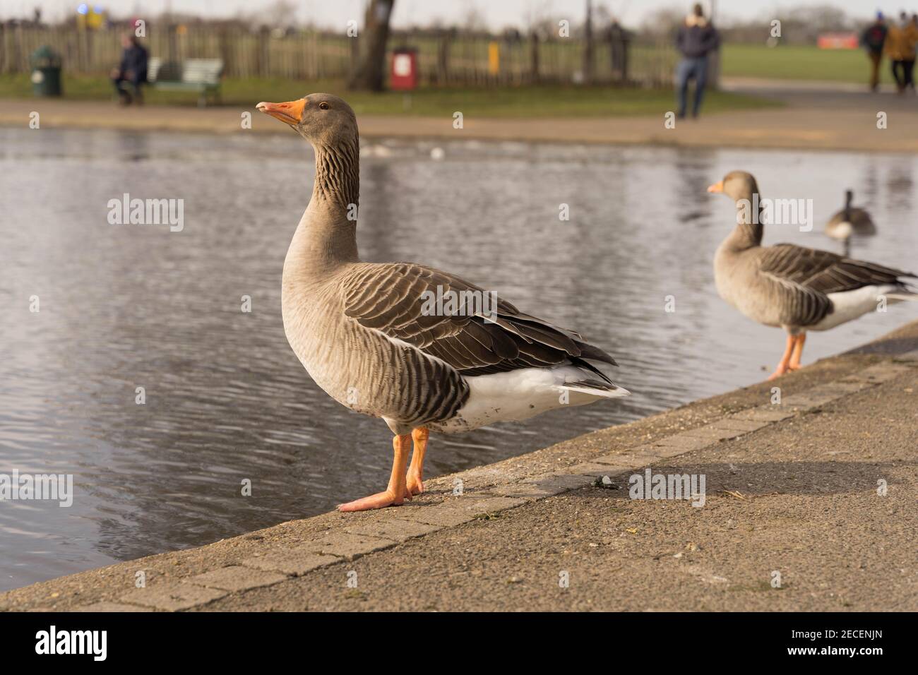 Zwei Enten, die neben dem Wasserteich standen und nach oben schauten Um im Londoner Park die Sonne zu scheinen Stockfoto