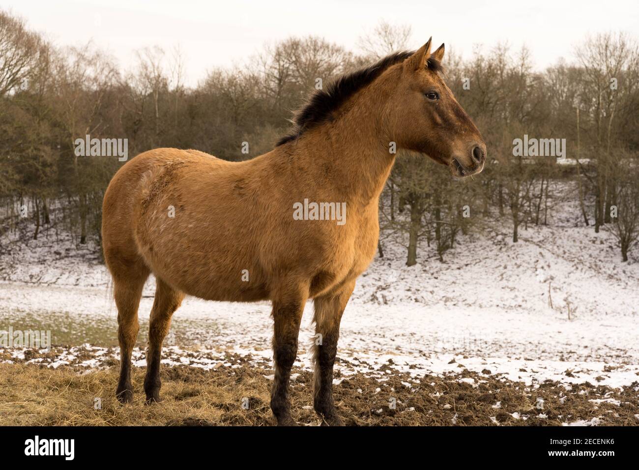 Pony stehend in einem Feld mit Schnee bedeckt von Sturm darcy in Kent Farm, England Stockfoto