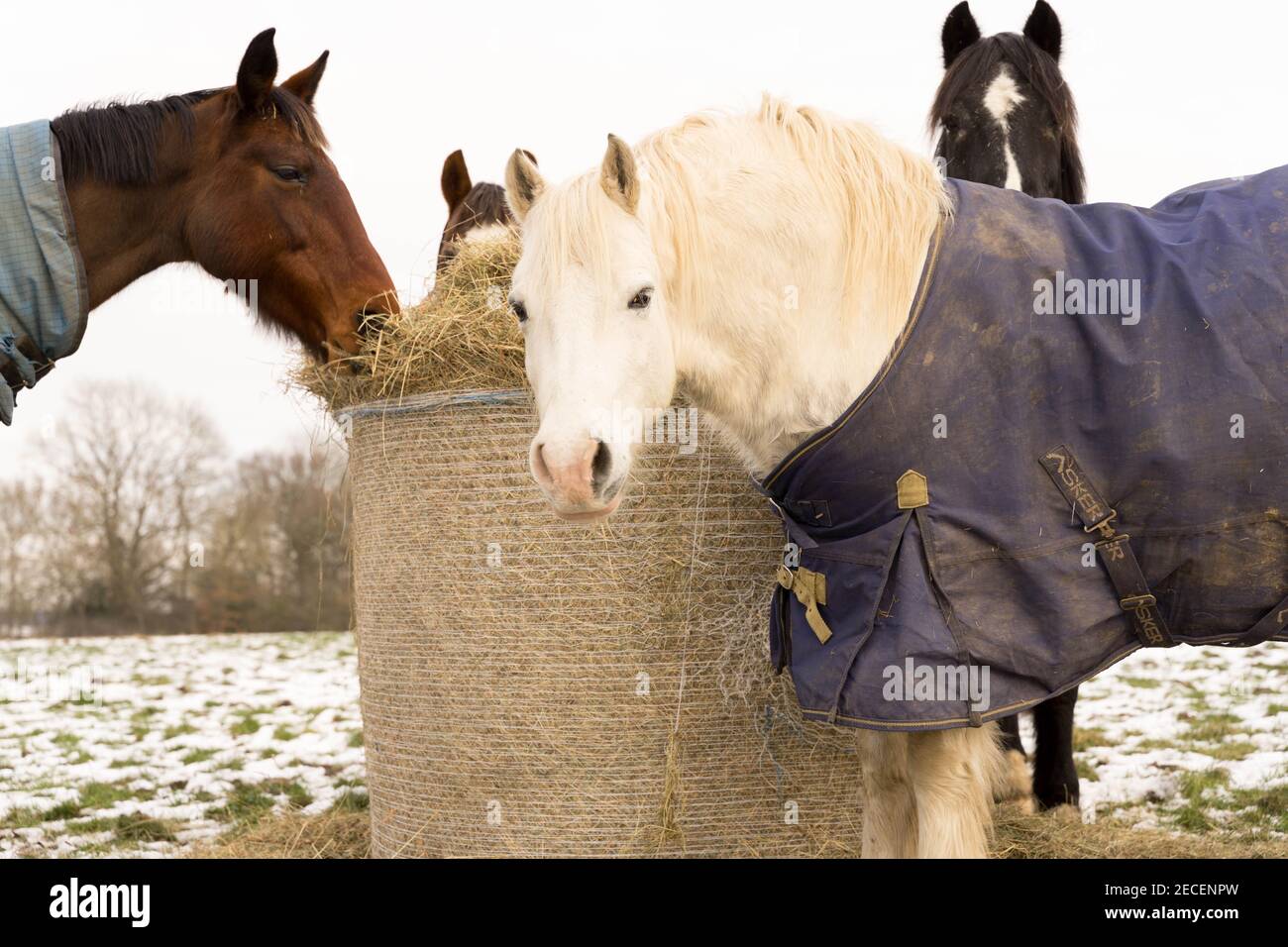 Pferde in Teppichen stehen auf dem mit Schnee bedeckten Feld neben Heuballen, Kent Stockfoto