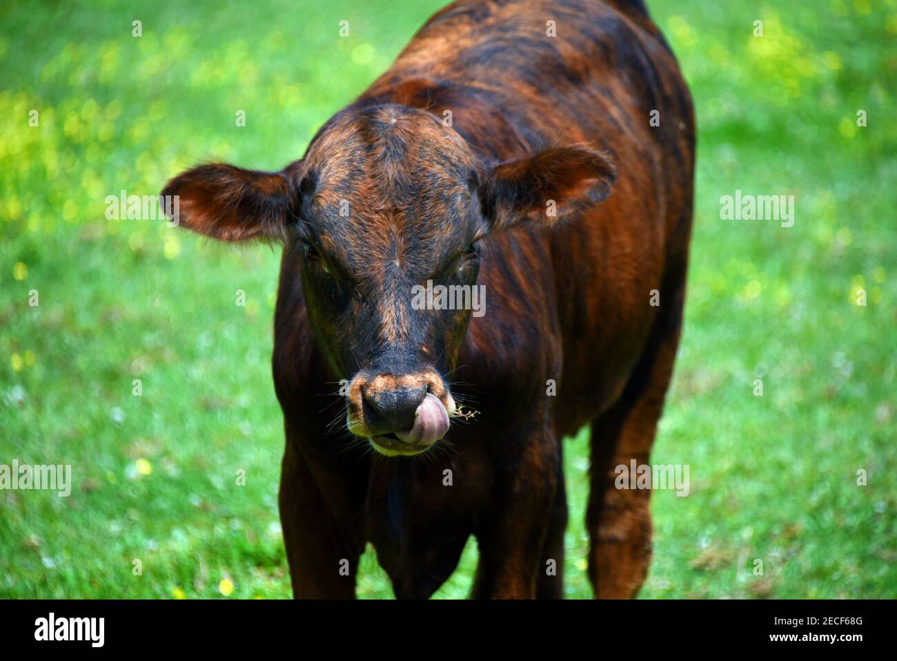 Kalbs Zunge wird gefangen leckt seine Nasenloch. Es steht in einem grünen Feld und schaut auf die Kamera. Stockfoto