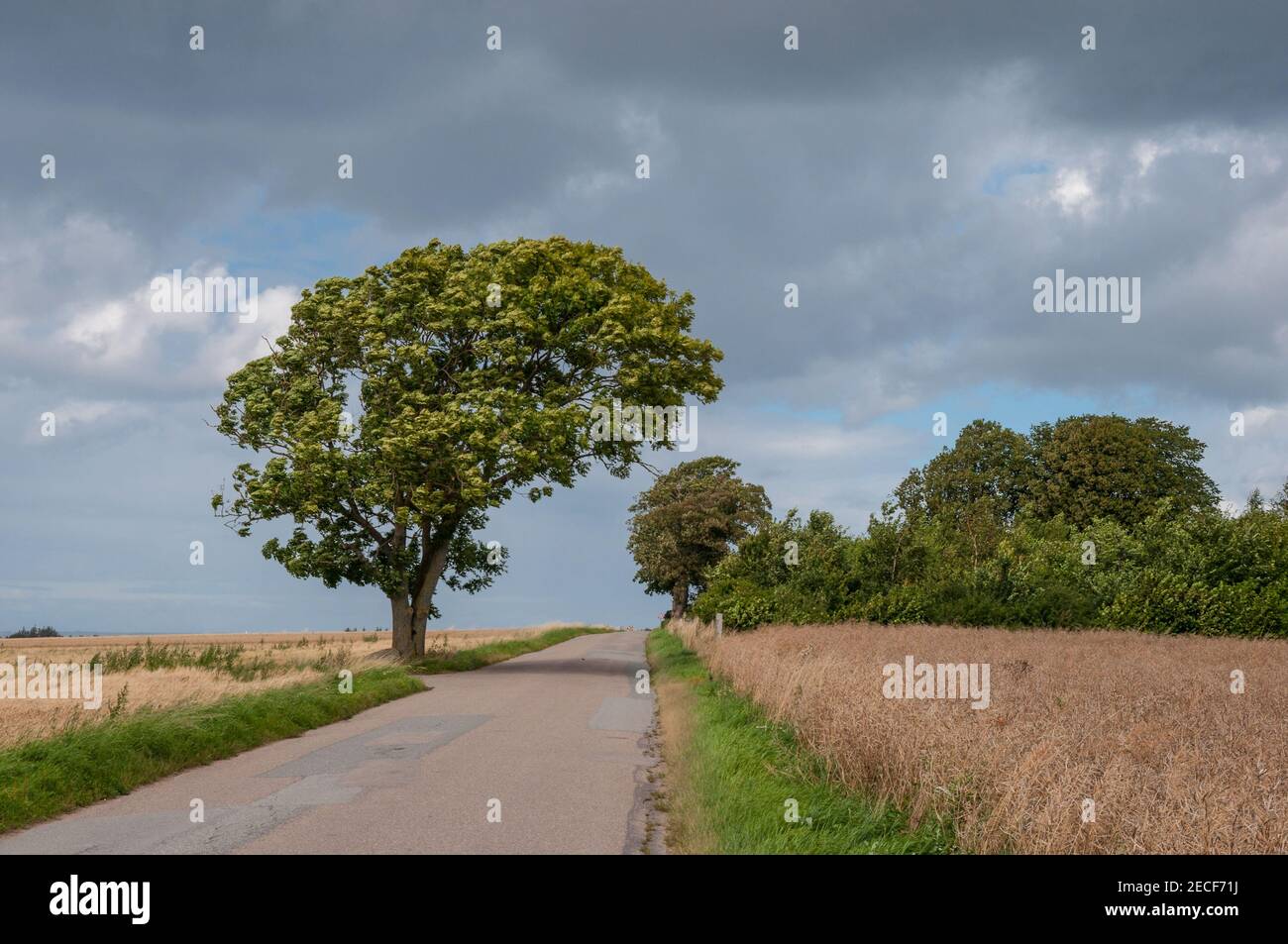 Baum biegt über eine Straße in Oroe in Dänemark Stockfoto