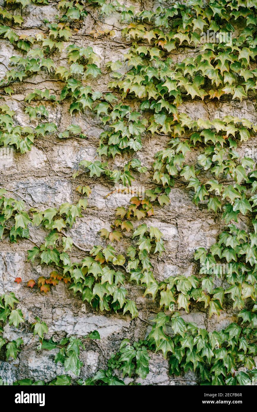 Eine hohe Steinmauer mit einer lockigen mädchenhaften Traube. Vertikale Gartenarbeit. Stockfoto