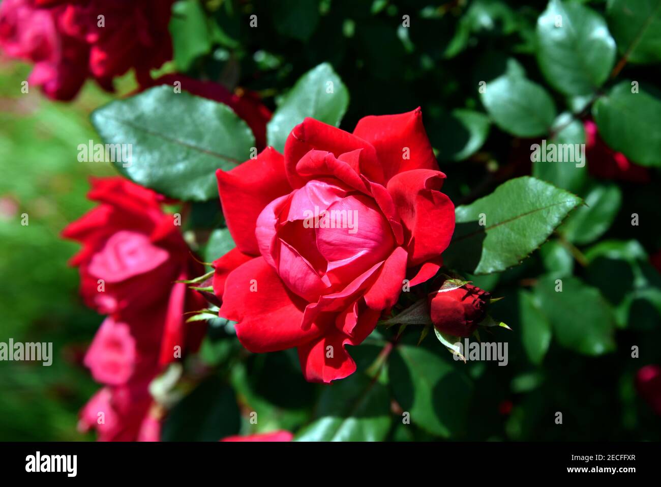 Eine fast perfekte Rose blüht auf einem mit Blumen gefüllten Busch. Dunkelgrüne, wachsartige Blätter umrahmen Rosen. Stockfoto