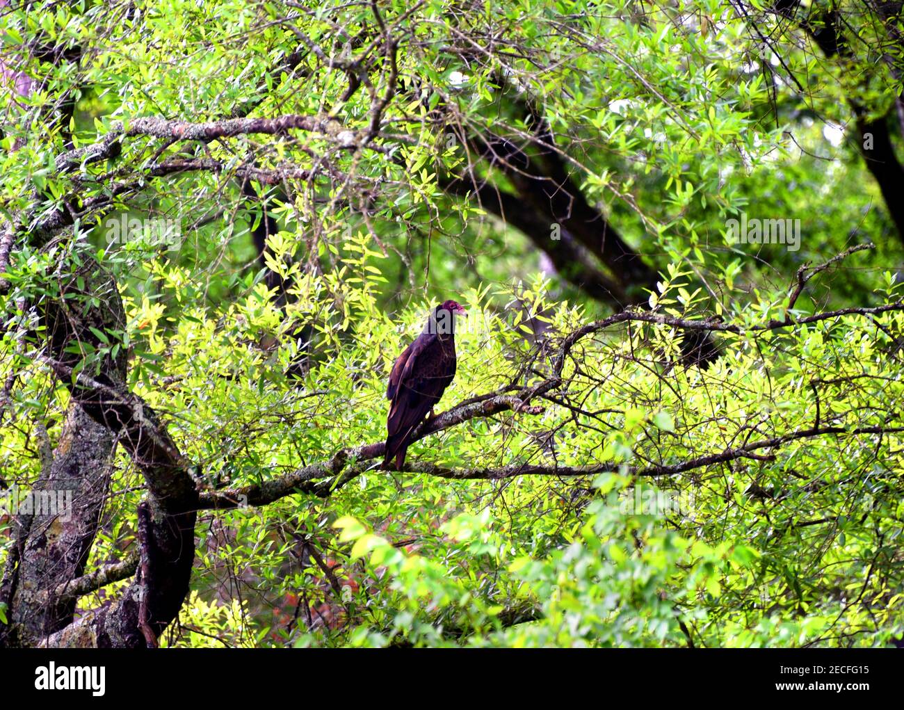 Der Geier sitzt auf einem Baum. Es ist von grünen Blättern umgeben. Stockfoto