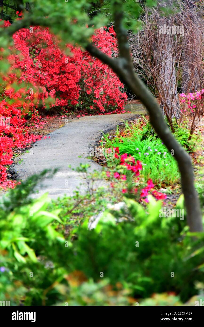 Schöne und friedliche Wanderung Kurven in Richtung roten Azaleen in ruhigen Garten. Stockfoto