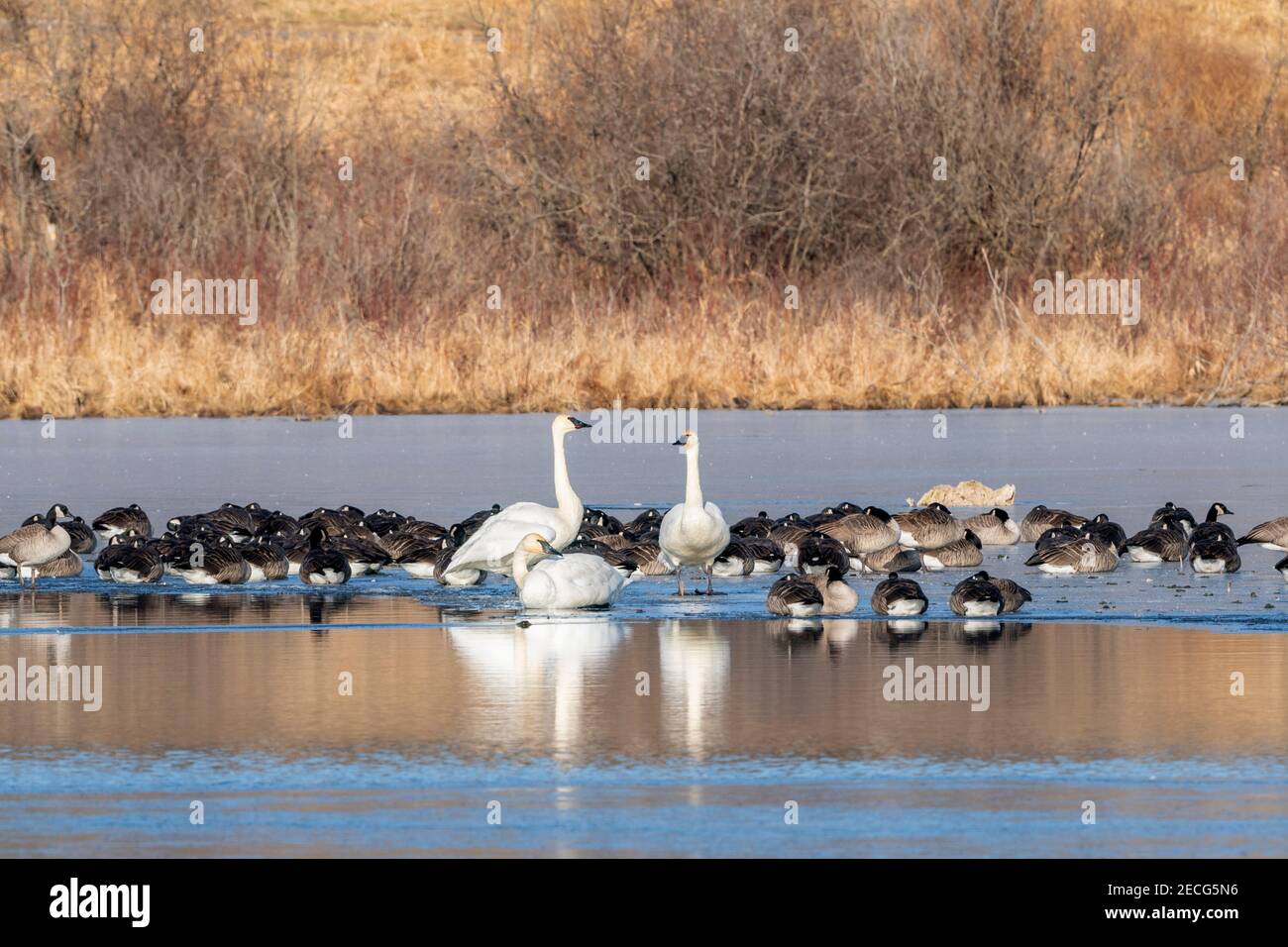 Gemischte Herde Kanadagänse (Branta canadensis) und Trompeter-Schwäne (Cygnus buccinator) auf gefrorenem Teich, Mitte Winter, E USA, von Dominique Braud/Dembinsk Stockfoto