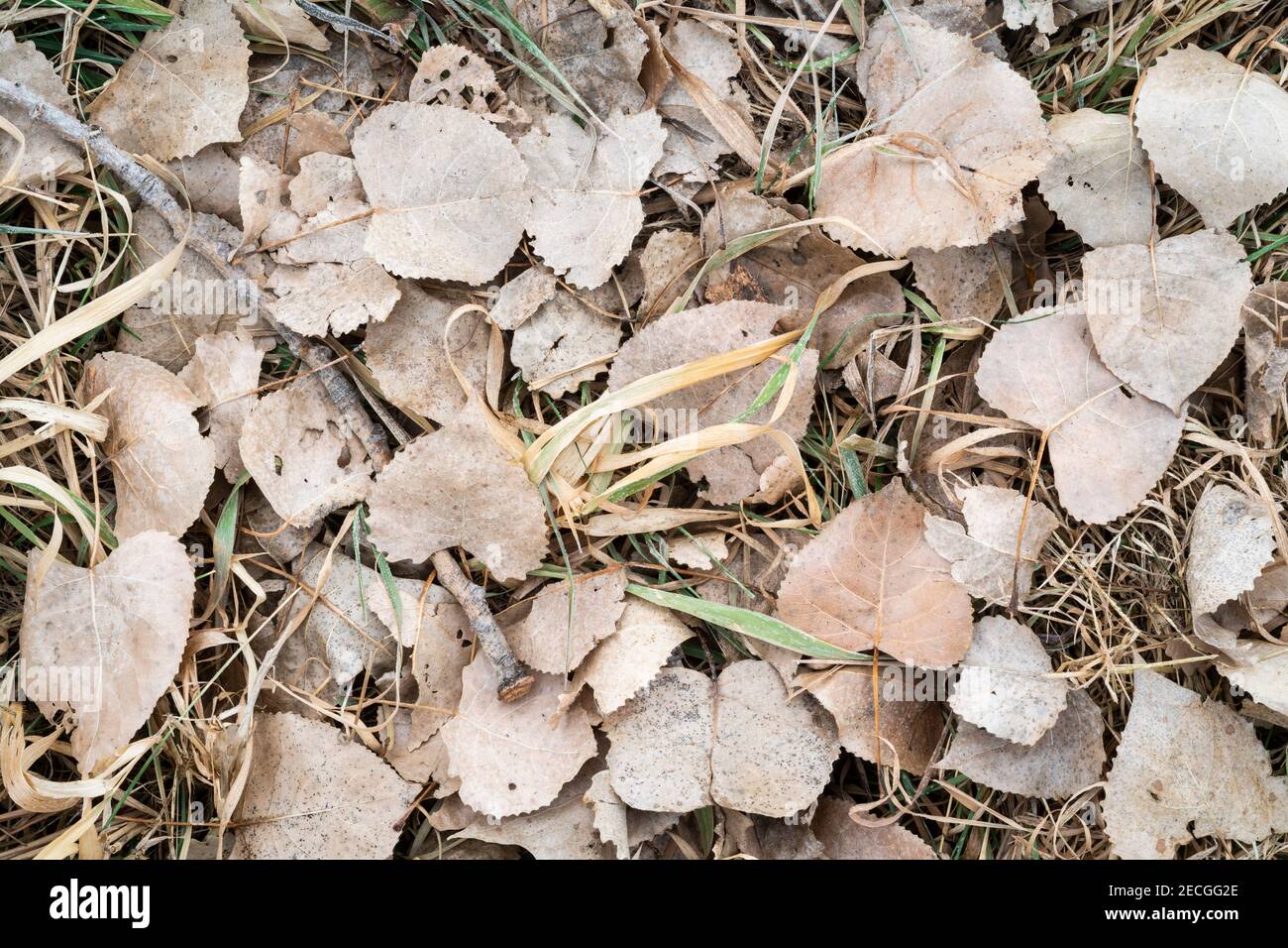 Östliche Baumwollholzblätter (Populus deltoides), auf Waldboden, Aue, E USA, von Dominique Braud/Dembinsky Photo Assoc Stockfoto