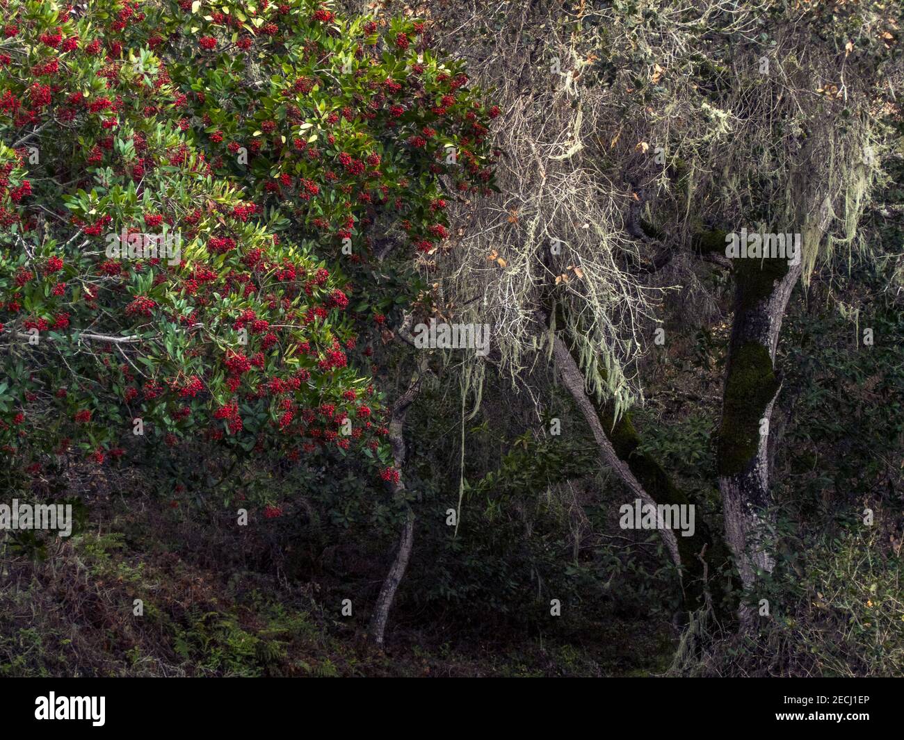 Scharlachrote Beeren schmücken einen kalifornischen Lorbeerbaum (Umbellularia californica), da Flechten einen angrenzenden Lorbeerbaum (tot) im Garland Ranch Regional Park bedecken. Stockfoto