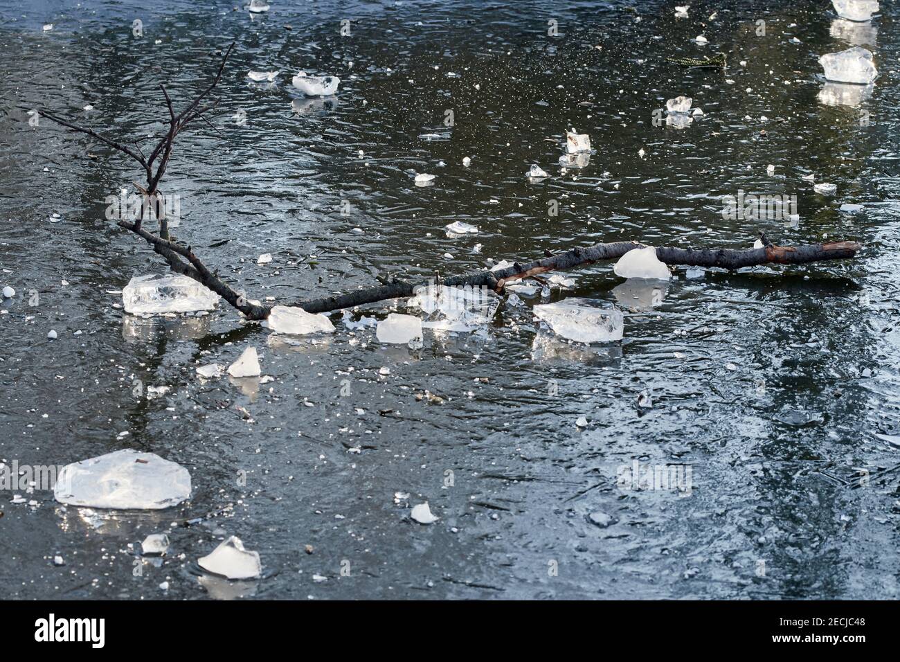 Eissplitter und ein gefallener Ast, der auf dem liegt Oberfläche eines gefrorenen Sees im eiskalten Winter Stockfoto