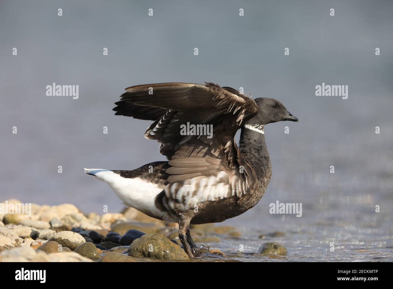 Brent Gans (Branta bernicla orientalis) in Japan Stockfoto