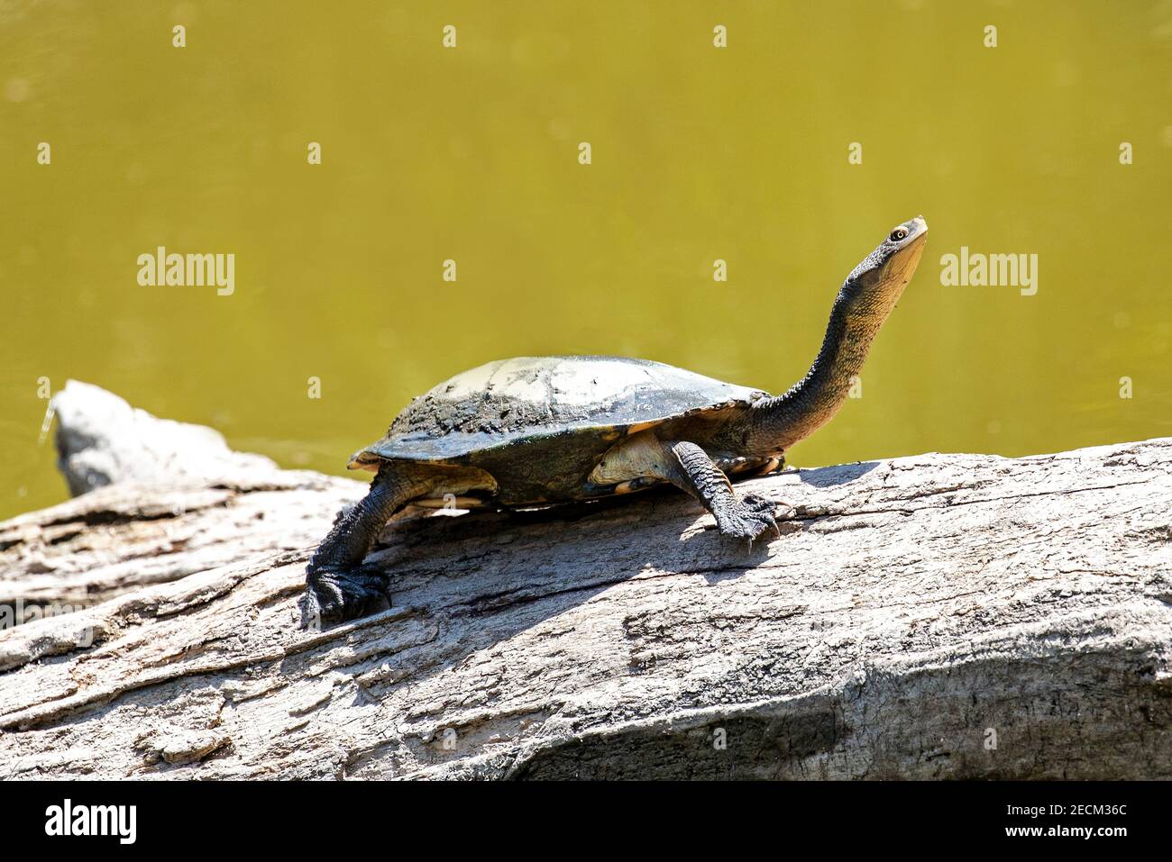 Östliche Langhalsschildkröte, die sich auf Holz sonnt Stockfoto