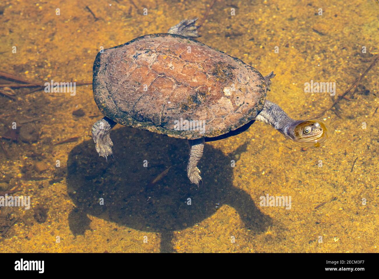 Östliche Langhalsschildkröte, die an der Wasseroberfläche atmet Stockfoto
