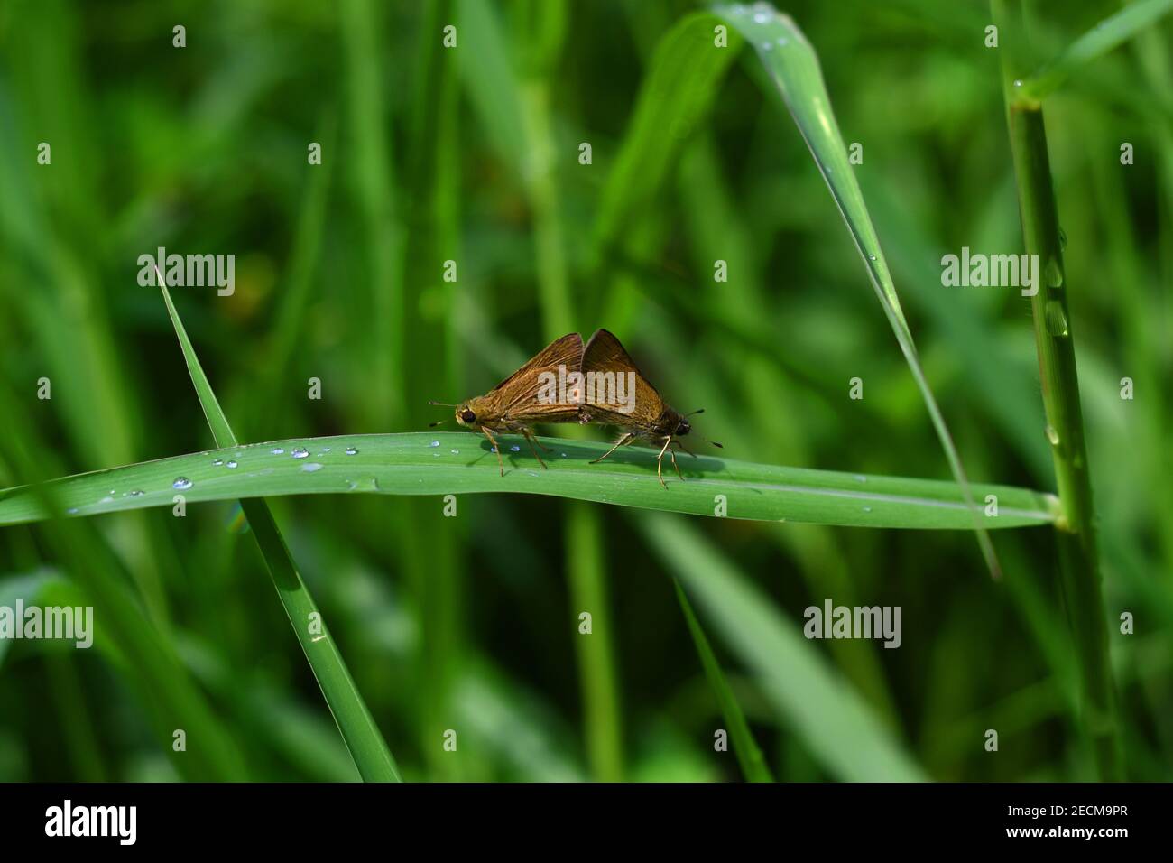 Braune Skipper paaren auf Gras Stockfoto